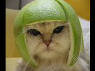 https://image.noelshack.com/minis/2016/15/1460502389-limecat.png