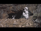 https://image.noelshack.com/fichiers/2016/15/1460722507-carrotbouffeluffy.gif