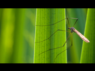 https://image.noelshack.com/fichiers/2016/16/1460985943-tipulidae.jpg