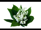 https://image.noelshack.com/fichiers/2016/17/1462102820-muguet2.jpg