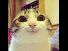 https://image.noelshack.com/fichiers/2016/18/1462245696-smiling-cat.jpg
