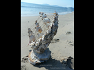 https://image.noelshack.com/fichiers/2016/18/1462396197-coquillage2.jpg