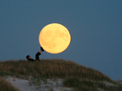 https://image.noelshack.com/fichiers/2016/18/1462442791-moon-forced-perspective-bis.jpg
