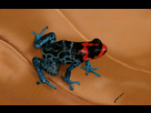 https://image.noelshack.com/fichiers/2016/18/1462544428-grenouille-3.jpg