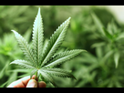 https://image.noelshack.com/fichiers/2016/18/1462711526-cannabis1.jpg