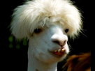 https://image.noelshack.com/fichiers/2016/18/1462715679-photo-lama-2.jpg