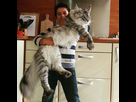 https://image.noelshack.com/fichiers/2016/19/1462970092-maine-coon-cats-24-605.jpg