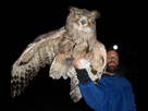 https://image.noelshack.com/fichiers/2016/19/1462970217-eurasian-eagle-great-grey-snowy-horned-blakiston-s-fish-owl-largest-unique-worlds5.jpg