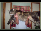 https://image.noelshack.com/fichiers/2016/19/1462970412-huge-maine-coon-cat-diva.jpg