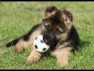 https://image.noelshack.com/fichiers/2016/19/1462971168-berger-allemand-01.jpg