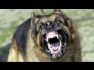 https://image.noelshack.com/fichiers/2016/19/1462971186-vicious-dog-attack.jpg