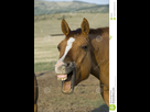 https://image.noelshack.com/fichiers/2016/20/1463613901-laughing-horse-982846.jpg