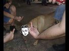 https://image.noelshack.com/fichiers/2016/20/1463677666-shittybrother.png