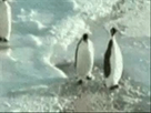 https://image.noelshack.com/fichiers/2016/20/1463951687-penguin-slap-o-zps4e6ec60c.gif