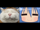 https://image.noelshack.com/fichiers/2016/22/1464797868-konata-cat-33cbffe.jpg