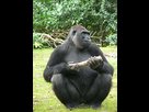 https://image.noelshack.com/fichiers/2016/22/1464979790-290px-gorilla-gorilla-gorilla8.jpg
