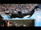 https://image.noelshack.com/fichiers/2016/22/1465147287-blackfish-l-orque-tueuse-un-pave-dans-la-piscine-m157458.jpg