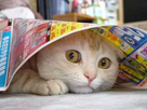 https://image.noelshack.com/fichiers/2016/23/1465310240-scared-cat-hiding.jpg