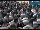 https://www.noelshack.com/2016-23-1465406672-1465406285-pigeons-taxe-entrepreneurs.jpg