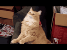 https://image.noelshack.com/fichiers/2016/23/1465493657-tumblr-o1vjnlpmfh1qmcj0to1-500.gif