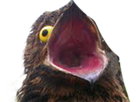 https://image.noelshack.com/fichiers/2016/24/1466077763-potoo.png