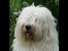 https://image.noelshack.com/fichiers/2016/24/1466264904-bobtail.jpg