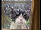 https://image.noelshack.com/fichiers/2016/24/1466369533-funny-cat-fails-511-605.jpg