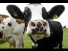 https://image.noelshack.com/fichiers/2016/25/1466908370-une-folle-course-poursuite-entre-la-police-et-une-vache-165310.jpg