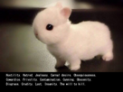 https://image.noelshack.com/fichiers/2016/26/1467470580-000-lapin-en-colere.jpg