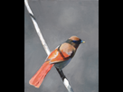 https://image.noelshack.com/fichiers/2016/26/1467475323-oiseau-2.jpg