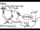 https://image.noelshack.com/fichiers/2016/27/1467647489-737392.jpg