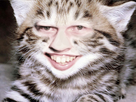 https://image.noelshack.com/fichiers/2016/28/1468300981-opticat.jpg