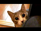 https://image.noelshack.com/fichiers/2016/28/1468436308-sneaky-cat-mewster-of-disguise-992x558.jpg