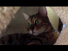 https://image.noelshack.com/fichiers/2016/28/1468437144-760.gif