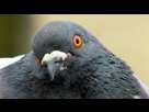 https://image.noelshack.com/fichiers/2016/30/1469473792-pigeon-face.jpg