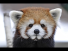 https://image.noelshack.com/fichiers/2016/30/1469551565-panda-roux-7.jpg