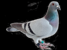 https://image.noelshack.com/fichiers/2016/30/1469634304-pigeon-voyageur.png
