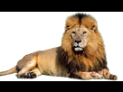 https://image.noelshack.com/fichiers/2016/30/1469643025-lion-png-clipart2.png