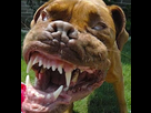 https://image.noelshack.com/fichiers/2016/31/1470045983-scary-dog3.jpg