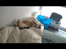 https://image.noelshack.com/fichiers/2016/31/1470434955-img-20160801-192205.jpg