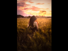 https://image.noelshack.com/fichiers/2016/32/1471012679-the-field.jpg