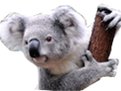 https://image.noelshack.com/fichiers/2016/32/1471033914-koala.png