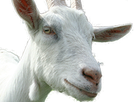 https://image.noelshack.com/fichiers/2016/34/1472294022-chevre.png