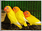 https://image.noelshack.com/fichiers/2016/35/1473021757-three-little-birds-2.jpg