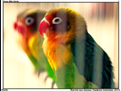 https://image.noelshack.com/fichiers/2016/35/1473021777-three-little-birds.jpg