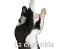 https://image.noelshack.com/fichiers/2016/36/1473196245-chatkla.jpg
