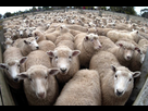 https://image.noelshack.com/fichiers/2016/36/1473333594-mouton-18-1.jpg