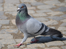 https://www.noelshack.com/2016-36-1473449708-pigeon.jpg