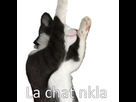 https://image.noelshack.com/fichiers/2016/36/1473459249-chancla.jpg