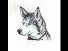 https://image.noelshack.com/fichiers/2016/37/1474229400-loup.png
